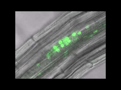 EXPANSIN A1-mediated radial swelling of pericycle cells positions anticlinal cell divisions during