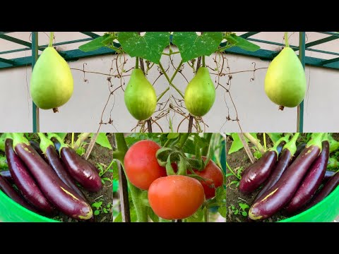 Best Summer Vegetable Seeds To Sow In March Month // March Growing Vegetables