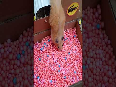 DIY hamster maze #Shorts #cute #hamster