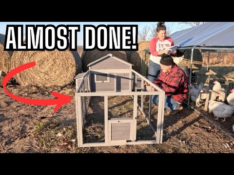 Unboxing & Assembling the Aivituvin AIR60: Perfect Coop for Growing Rare Chickens!