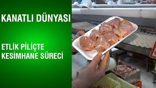 Kanatlı Dünyası | Etlik Piliçte Kesimhane Süreci