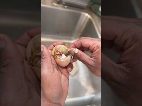 Rescuing a baby chick 🐣 stuck in the shell - Part 1. #magnoliaurbanfarm #urbanfarm #chicks