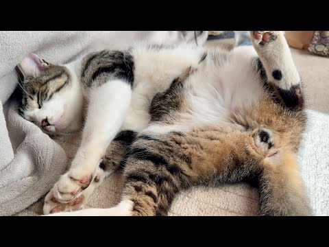 何でもないけど猫とのほっこり動画