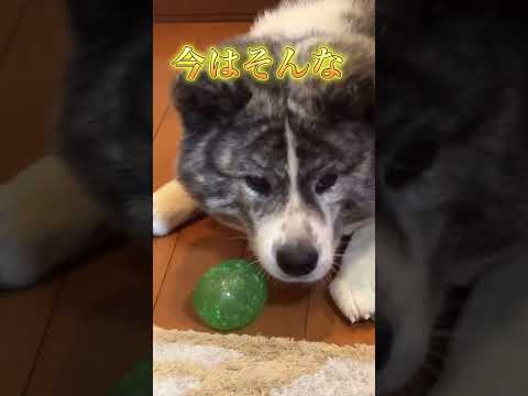 秋田犬は大人しいだけじゃない#akita #秋田犬