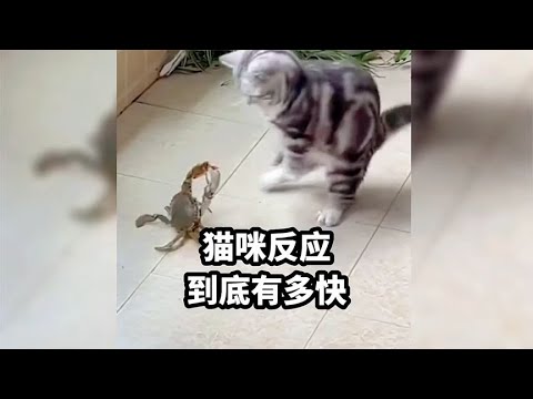 猫的反应速度有多快.