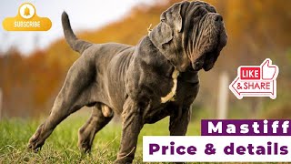 Mastiff Dog Details & Price #dogpricelist #doginformation #dog #dogshorts