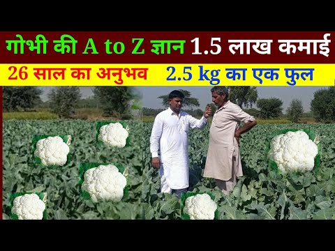 गोभी की खेती कब और कैसे करें, Gobhi ki kheti kab aur kaise karen gobhi ki kheti, Cauliflower farming