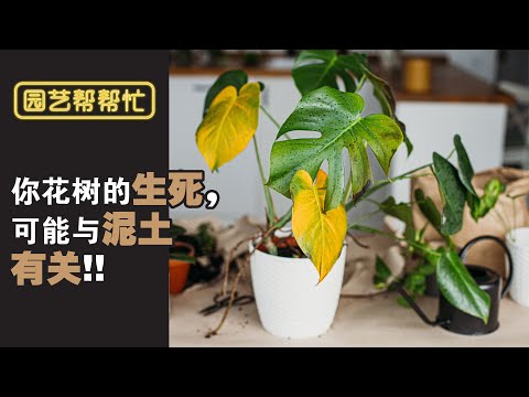 【Baba园艺帮帮忙】合适的种植土等于成功了一半！合适种花的种植土怎样选？种花的种植土里有哪些成分最好？| 有机种植土