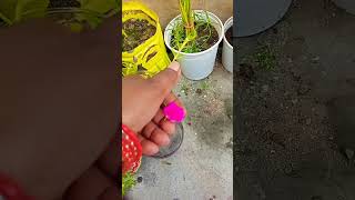 grafting of portulaca #gardenplants #gardeningchannel #gardenflowers #shorts