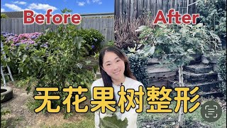 【Gardening74】Pruning fig tree 无花果树整形修剪，张牙舞爪的的树 变成 亭亭玉立的树 ，来年结更大的果