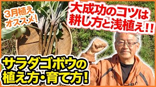 ３月おすすめ！サラダゴボウの植え方・育て方！大成功のコツは土の耕し方と浅上にあり！？【家庭菜園】【土作り】【３月植え野菜】【種まき】