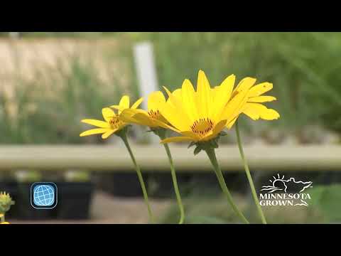 Live Local: Native Plants