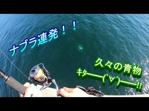 ナブラ連発！！　久々の青物！！