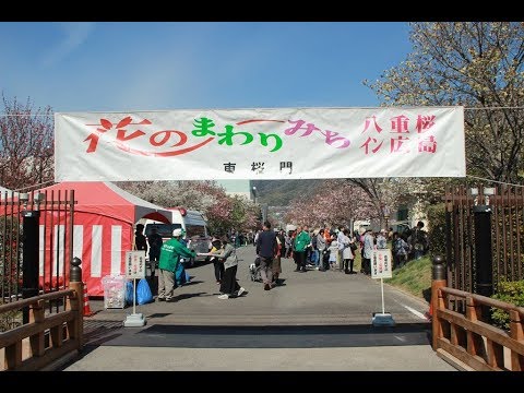 2019年　広島造幣局の八重桜 /  箏演奏 「讃歌」