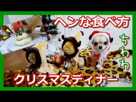 【癒やし系】ヘンな食べ方🍰をするチワワ🍖クリスマスディナー🎄Chihuahua makes fun way to eat Christmas dinner🎅