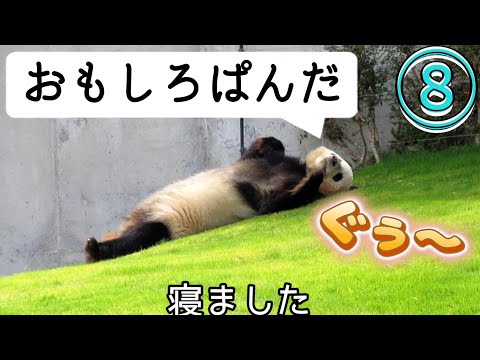 小ネタ集🐾おもしろぱんだ⑧