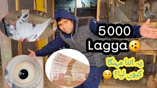 Jonsira Teddy Kabotar 5000 Ka Khareeda Pindd Say || Deery Say Khareeda Kabotar