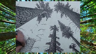 Part 3 - INK DRAWING, PINE FOREST IN ONE POINT PERSPECTIVE LOOKING UP