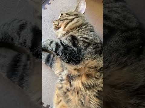 #ねこ動画 #ねこのいる暮らし #cat