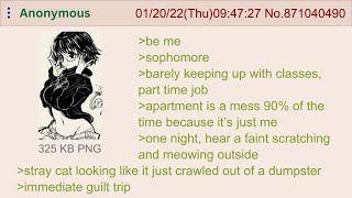 Anon Saves a Stray Cat And Gets Some P*ssy — 4Chan Greentext Stories