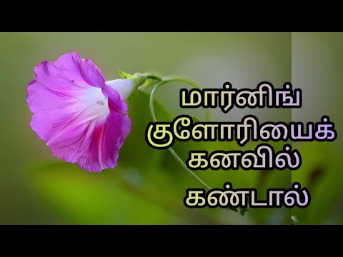 மார்னிங் குளோரியைக்| காக்கட்டான் பூவைக்  கனவில் கண்டால் | morning glory flower in dream|wealth dream