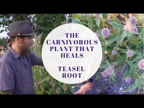 The Carnivorous Plant that Heals | Teasel Root