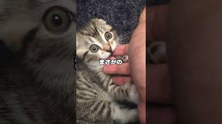 りっちゃんは自分でスリスリするブラシでもシャーしますか？理不尽な結末がコチラ🤣 #猫