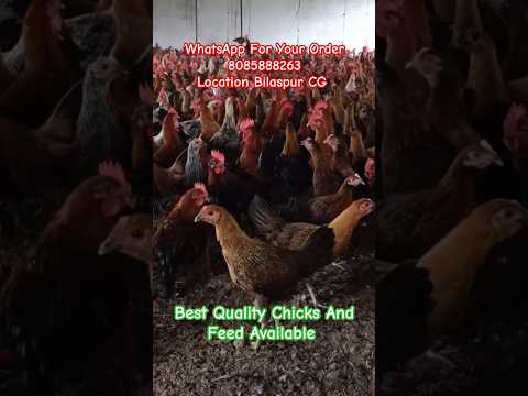 For Sale Desi Sonali Ready Birds Bilaspur Chhattisgarh 8085888263 #desipoultry #shorts -ex farm sale