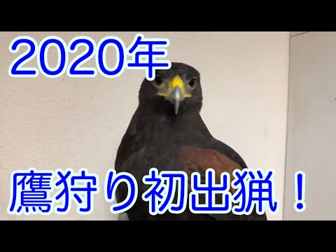 2020年鷹狩り出猟1回目だよ〜ん！