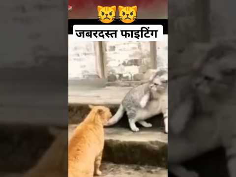 #billi ki aisi fight dekhi h kbhi #cat #fighting#viral#funny #angrycat # #shortvideo#status  #shorts