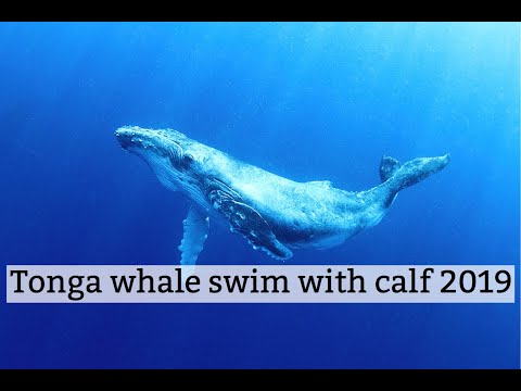 超おてんば子なクジラ：Tonga whale swim with calf 2019