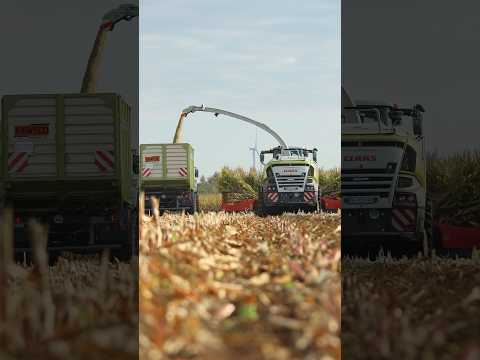 Mais🌽🚀 #agriculture #farming #landwirtschaft #trend #2023 #fendt #claas #viral #maishäckseln #mais