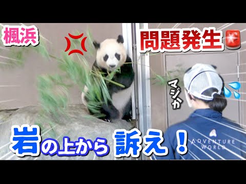 【パンダアイドル楓浜】竹を投げ捨て猛抗議💢誰も止められない🐼