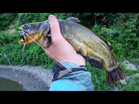 Fishing with GIANT BULLHEADS For Bait!! (Big Fish)