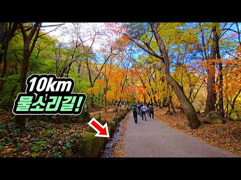 Korea's Thousand-Year Ginkgo Tree Trekking Course