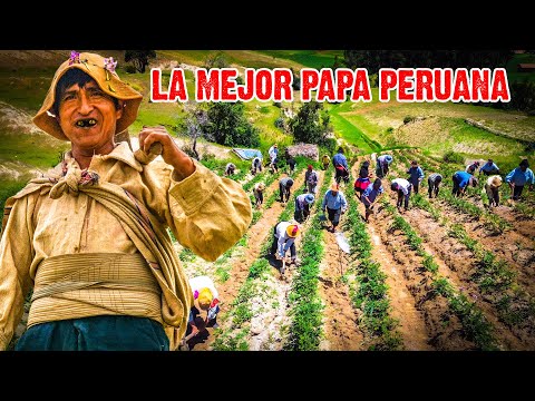 PUCARÁ: guardianes de tradiciones ancestrales - Descubre el Acshru Tatay