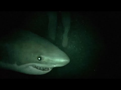 7 Most Disturbing SEA Encounters Caught On Camera