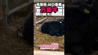 【鳥取県で育った 谷口畜産の万葉牛】全国ブランド牛を取材中 #ブランド牛  #wasabee