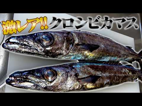 【1年待った魚】ゴツい骨で食べにくいけど、味が絶品なクロシビカマスを捌いていく！