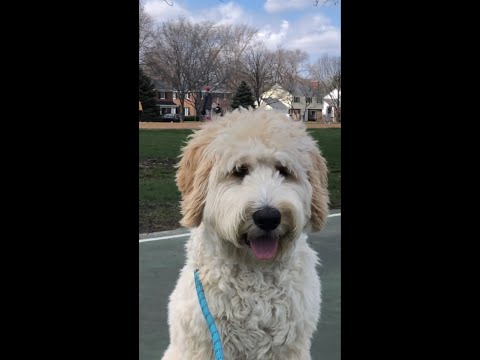 My Puppy Is Going to Join his Brothers’ Little League Baseball#shorts #Goldendoodle