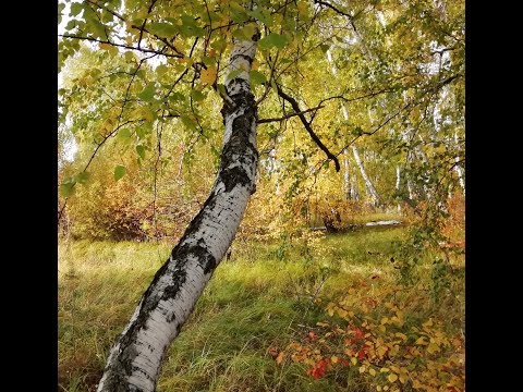 Осенняя прогулка. Звучит музыка И. Крутого. Сказочная красота осенней природы.