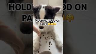 Placing Food on My Dog’s Paws – Her Reaction Says It All