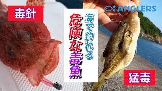 本当に危ない。毒魚4選！見極め方と対処法！