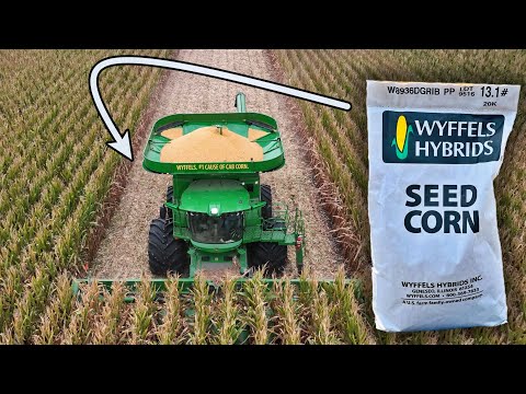 From Harvest to Planting: How Seed Corn is Created