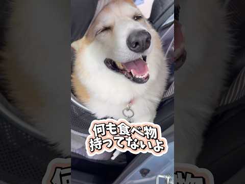 SAKURAに乗るとおやつあげる事が多いので、催促してきた😂#犬動画 #コーギー #わんこ #わんこ動画 #わんこがいる生活 #おやつの催促 #コーギー犬 #いぬ #いぬのきもち #ドライブ