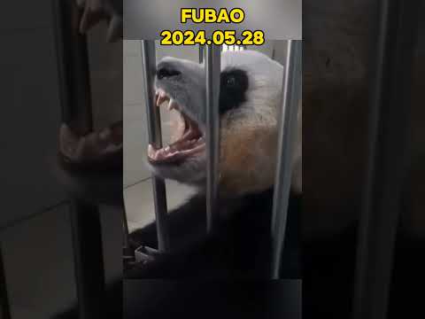 🐼FUBAO，2024.05.28