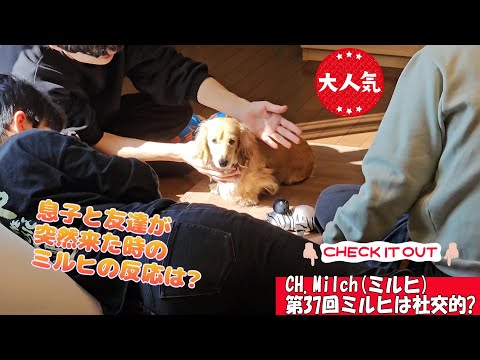 第37回ミルヒは社交的?    #カニンヘンダックス  #ダックスフンド  #子犬  #ミニチュアダックス  #犬のいる暮らし #ペット動画 　#cutedog  　#dog