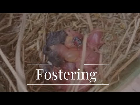 #14 Breeding season 22/23 - Fostering with societies