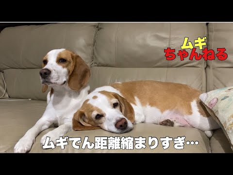 【ビーグル】ムギでんニュース