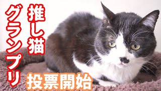 第5回#推し猫グランプリ 本投票開始しました